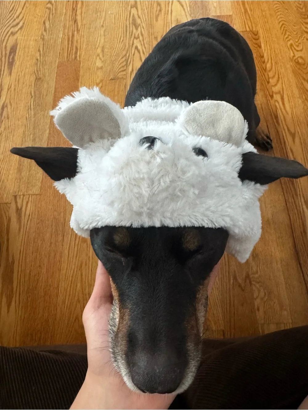 Plush White Sheep Dog Hat – Soft Pet Costume Accessory